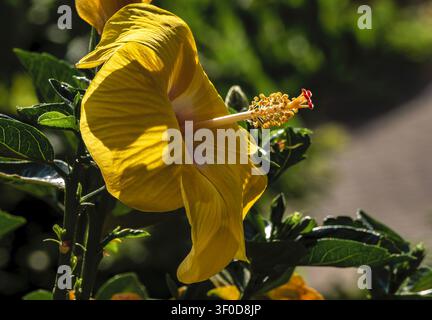 A vibrant yellow Hibiscus flower in bloom Stock Photo