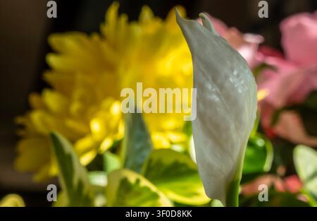A vibrant yellow Hibiscus flower in bloom Stock Photo