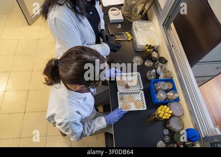 High angle overhead view of two female scientists in white lab coats and gloves organizing trays of petri dishes and culture samples on a dark laborat Stock Photo