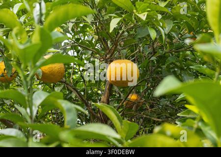 Ripe Citrus Fruit Growing on Tree in Orchard Close Up Stock Photo