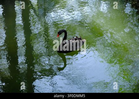 Black swan gliding on calm green water with soft reflections and ripples, creating a peaceful nature scene with space for text Stock Photo