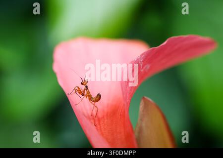A baby brown mantis perched on pink calla lily petal with soft green bokeh background, delicate insect balance and natural detail in close up macro ph Stock Photo