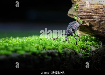 A black beetle on green moss near rotting wood, dramatic low light macro shot showing textured exoskeleton and tiny legs in natural scene, moody close Stock Photo