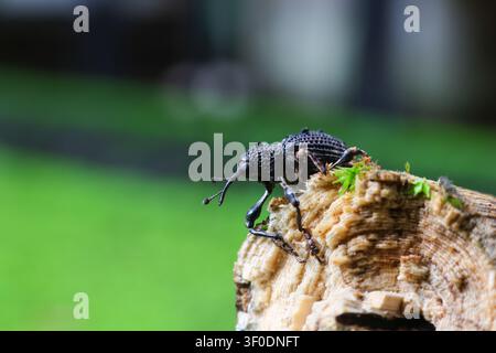 A black weevil on rotten wood log with moss and blurred green background showing textured exoskeleton and antennae in natural outdoor macro scene, det Stock Photo