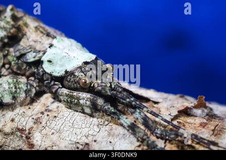 A camouflaged green stick insect on bark with textured shell and long antennae, detailed close up showing mottled pattern and natural habitat mood Stock Photo