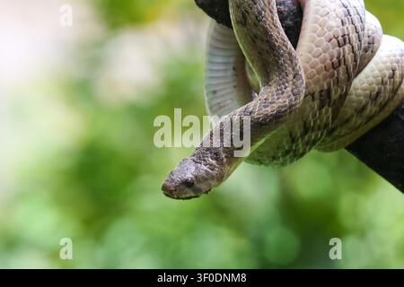 A coiled brown snake hanging from branch with blurred green foliage background, detailed scale texture and natural light conveying calm mood Stock Photo