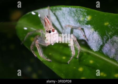 A small pale jumping spider perched on glossy green leaf with bright eyes and delicate hairs, close up macro showing texture, detail and natural contr Stock Photo