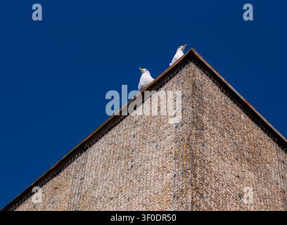 Two seagulls perched on the sharp, textured corner of a building roof against a clear, deep blue sky in Vancouver, British Columbia, Canada. Stock Photo