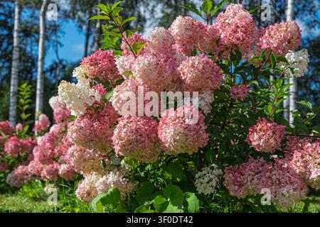 Pink and White Hydrangea Paniculata Bush Blooming in a Sunny Garden with Birch Tree Background Stock Photo