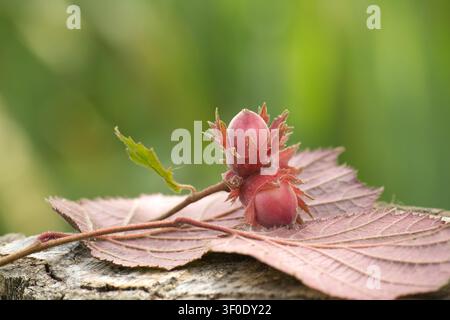 A detailed macro shot showcasing two developing hazelnuts nestled on a reddish-brown leaf, resting on weathered wood Stock Photo