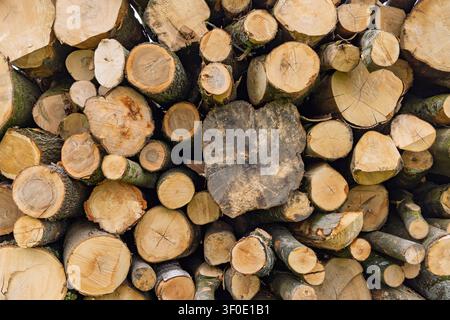 Netherlands - Textured background of diverse cut tree trunks and logs piled together for industrial production. Stock Photo