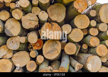 Netherlands - Detailed background of stacked circular cut wood logs in a lumber yard showing natural grain. Stock Photo