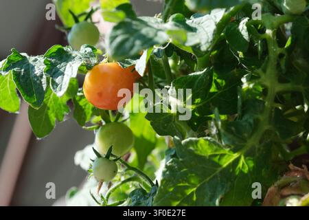 Single ripe cherry tomato growing among green unripe fruits on a healthy garden vine in natural sunlight, representing organic gardening, fresh harves Stock Photo