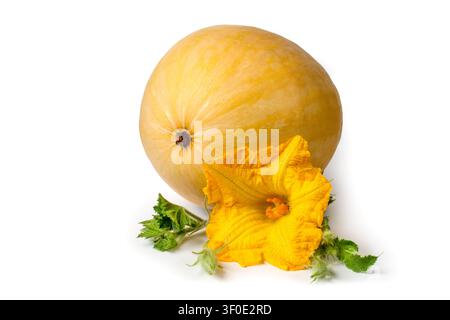 Yellow pumpkin with flower and sprouts. Pumpkin on a white background. Stock Photo