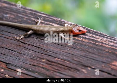 Close-up of a brown skink lizard resting on a weathered wooden rail at Bellingrath Gardens in Theodore, Alabama, United States. Stock Photo