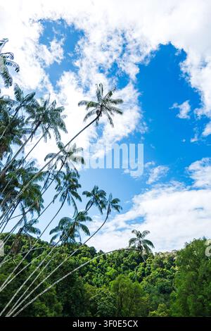 Worm's eye view of slender tropical palm tree against dramatic blue sky and clouds. Stock Photo