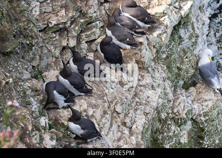 The Common Guillemot return from the sea each spring to nest on the cliff ledges at places like Bempton Cliffs. They have pointed eggs to reduce losse Stock Photo