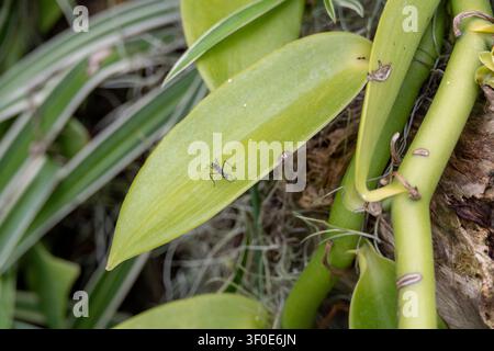Close-up photograph of an ant walking on a green leaf at Bellingrath Gardens in Theodore, Alabama, USA. Stock Photo