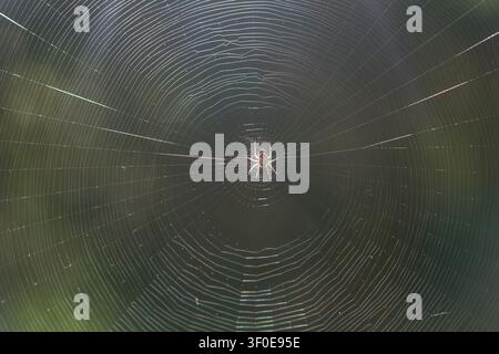 Small spider resting in the center of a perfectly concentric web, photographed in backlight against a dark green natural background. Fine web details, Stock Photo