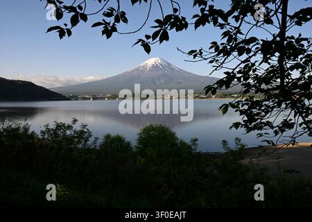 Mount Fuji is framed by leafy tree branches overlooking the calm waters of Lake Kawaguchiko in Yamanashi Prefecture, Japan. The iconic snow-capped vol Stock Photo