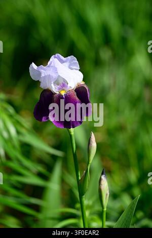 Close-up of a purple and white bearded iris (Iris × germanica) in bloom at Nihondaira Yume Terrace in Shizuoka, Japan. The elegant flower stands out a Stock Photo