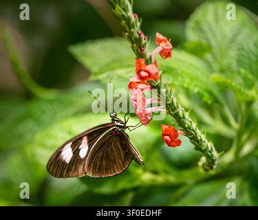 Postman butterfly feeding on red flowers in lush tropical garden setting Stock Photo