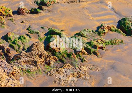 Coastal landscape features weathered, porous rock formations covered in vibrant green algae. Golden streaks of sand weave around textured Stock Photo