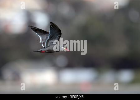 Inca Tern (Larosterna inca) - single adult in flight over sea near Coquimbo, Chile Stock Photo