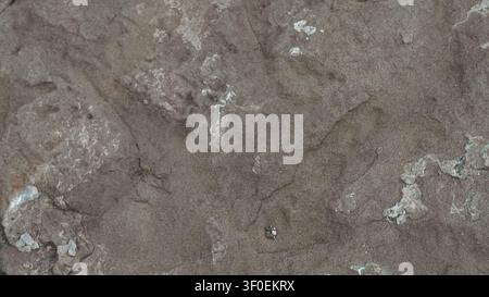 Weathered sandstone surface with fine grain, subtle earthy textures and cracks Stock Photo