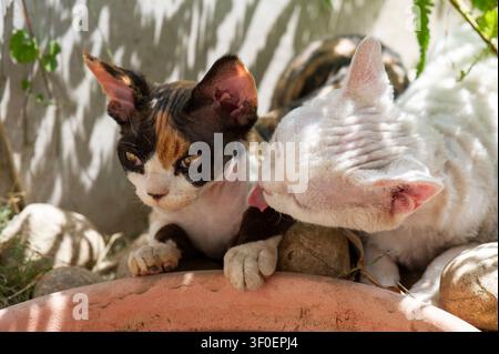 Devon Rex cat in the sunny garden Stock Photo