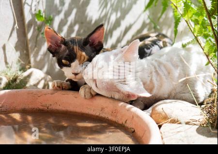 Devon Rex cat in the sunny garden Stock Photo