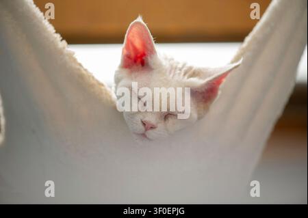 Portrait of a sleeping white Devon Rex cat Stock Photo