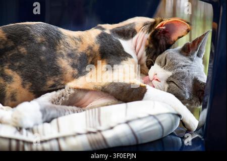 Two Devon Rex kittens lying together on a chair Stock Photo