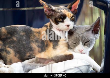 Two Devon Rex kittens lying together on a chair Stock Photo