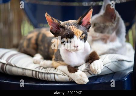 Two Devon Rex kittens lying together on a chair Stock Photo