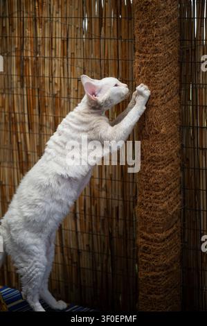 White Devon Rex cat on its scratching post on the terrace Stock Photo