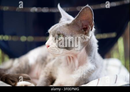 Young blue and white Devon Rex cat Stock Photo