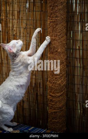 White Devon Rex cat on its scratching post on the terrace Stock Photo