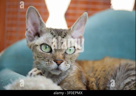Devon Rex cat on her cat sofa on the balcony Stock Photo