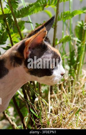 Young Devon Rex cat at home in the garden Stock Photo