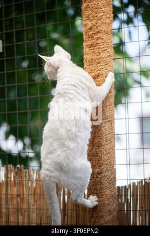White Devon Rex cat on its scratching post on the terrace Stock Photo