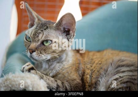 Devon Rex cat on her cat sofa on the balcony Stock Photo