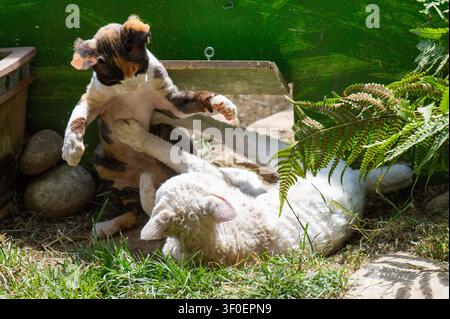 Adult and young Rex cat fighting in the garden Stock Photo