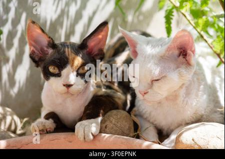 Devon Rex cat in the sunny garden Stock Photo