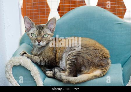 Devon Rex cat on her cat sofa on the balcony Stock Photo