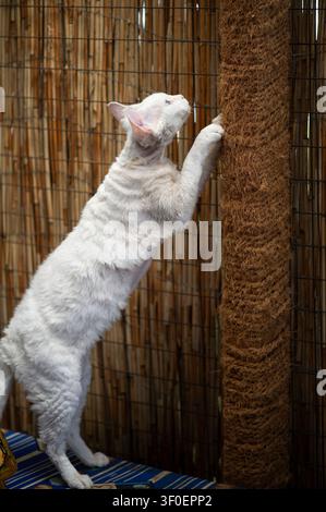 White Devon Rex cat on its scratching post on the terrace Stock Photo