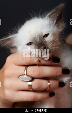 Woman holding Balinese kitten Stock Photo