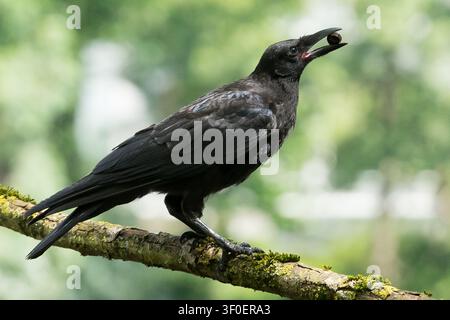 Black crow with an acorn in its beak standing on a branch against a natural green background Stock Photo