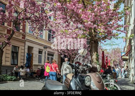 Japanese clove cherry blossoms form a tunnel Stock Photo