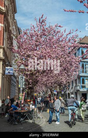 Japanese clove cherry blossoms form a tunnel Stock Photo